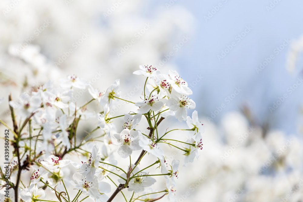 Pear flowers in the park in spring Pear flowers in the park in spring
