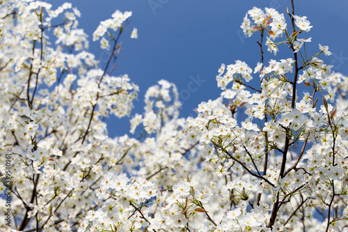 Pear flowers in the park in spring