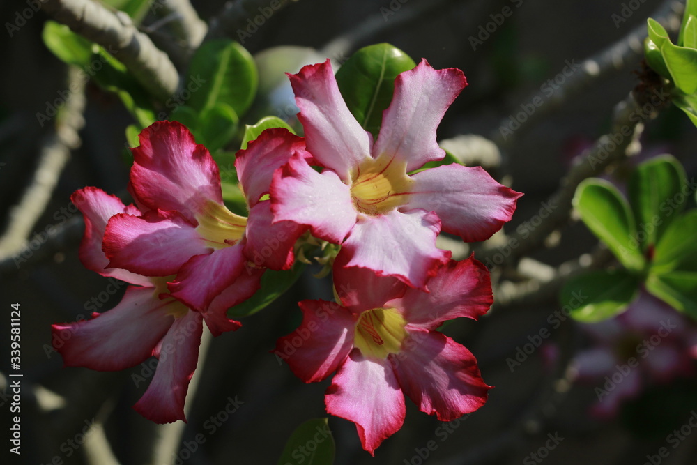 Obraz premium flor del desierto