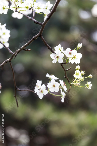 Pear flowers in the park in spring