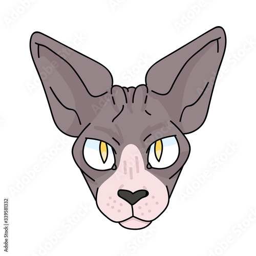 Cute cartoon sphynx cat face vector clipart. Pedigree exotic kitty breed for cat lovers. Purebred domestic kitten for pet parlor illustration mascot. Isolated hairless feline housecat. EPS 10. 