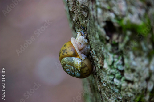 snail on a tree
