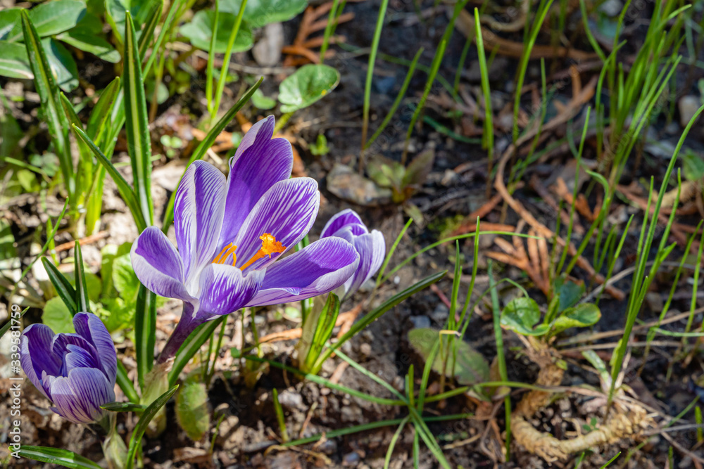 King of Striped Crocus with purple petals on blurred background. Selective focus. Close-up. Spring landscape in landscaped garden. Nature of North Caucasus. Nature concept for design. King of Striped Crocus with purple petals on blurred background. Selective focus. Close-up. Spring landscape in landscaped garden. Nature of North Caucasus. Nature concept for design.