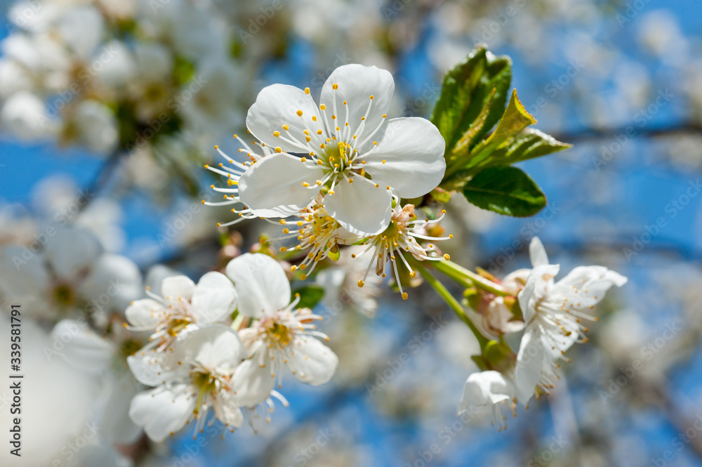 Close-up shot of blossoms of a cherry tree. Background for flowers, spring flowering and floriculture.