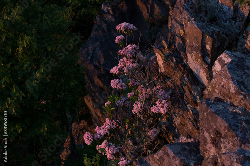 flowers in sunset Shenandoah valley
