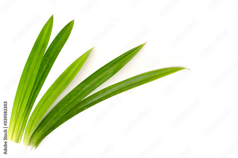 Obraz premium pandan leaves isolated on white background with clipping path. 