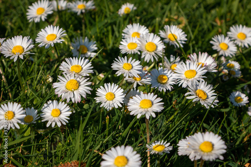 Daisies in the grass, beautiful white small flowers that bloom in mass between the grass in the spring © Hulshofpictures