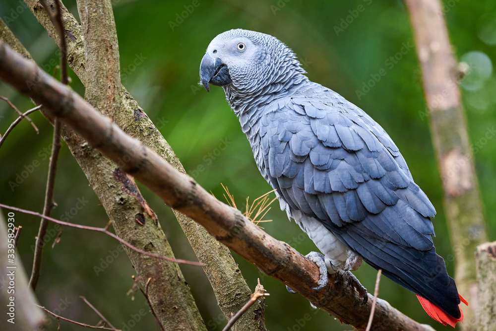 Fototapeta premium Grey parrot (Psittacus erithacus) Congo African grey parrot