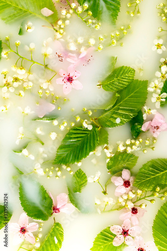 Delicate white and pink flowers with green leaves in white water. In bloom concept. Seasonal abstract background.