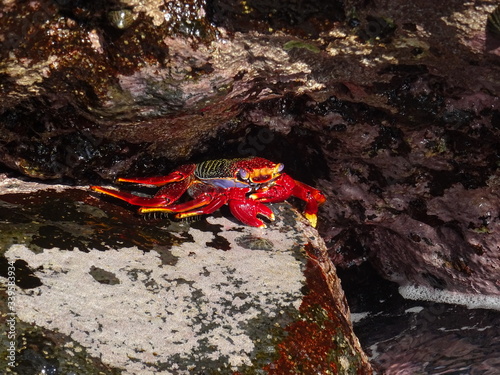 Moorish  Crab or Red Crab. (Grapsus adscensionis). La Palma Island. Canary Islands. Spain.