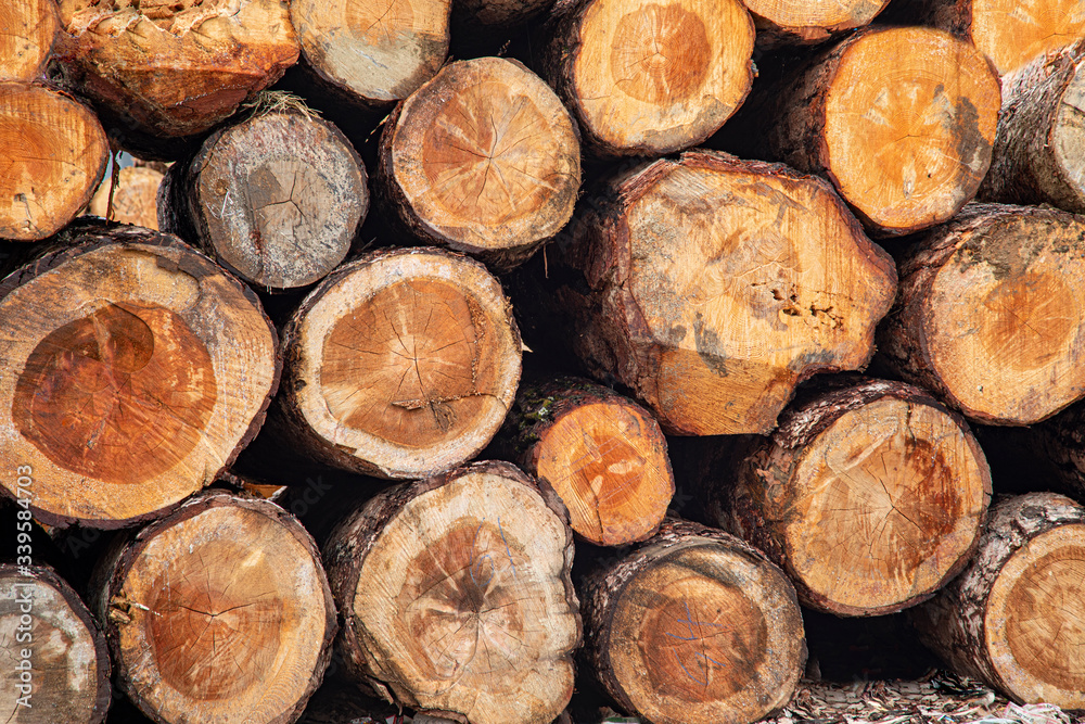 Wood logs in raw form, not yet processed Wood logs in raw form, not yet processed