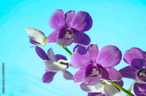 Macro. Orchids in burgundy color...Blue light background.