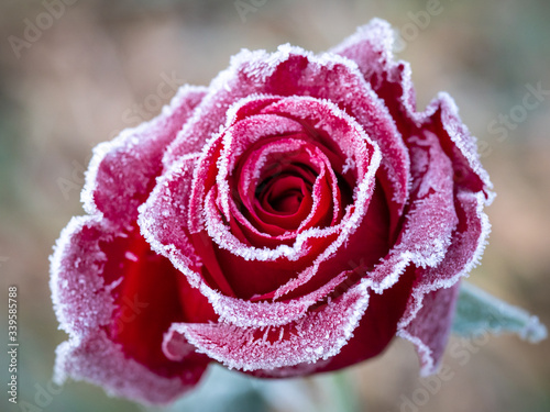 frozen red rose blossom in winter with ice on the petals standing in a field, white vignette