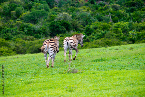 zebra in schotia private game reserve near addo national park  south africa