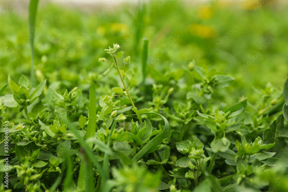 Fresh green grass. Spring blooming. Beautiful spring day Fresh green grass. Spring blooming. Beautiful spring day