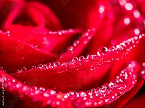 macro  close-up red rose blossom with drops