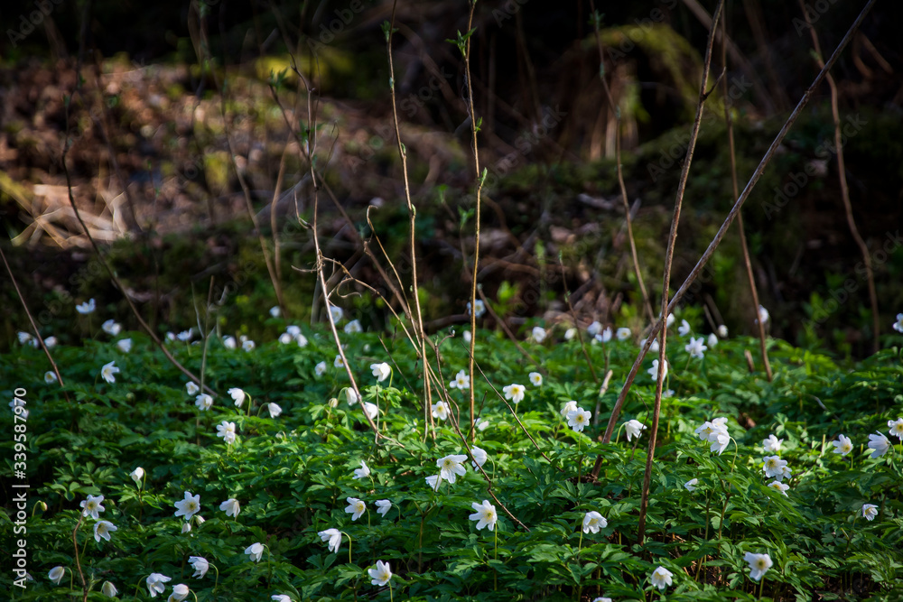 Primroses Primroses
