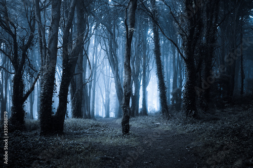 Dark foggy forest and path through it. Wild woodland nature background