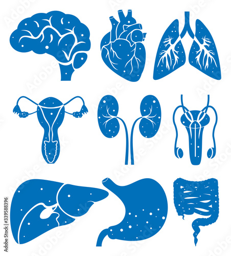 icons of human internal organs vector