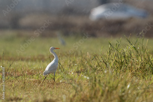 Cattle Egret on green grass in the mid of sprinkler water