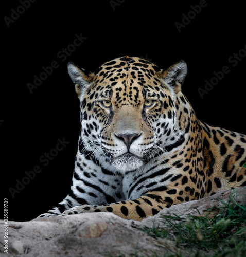 Portrait of jaguar looking with black background 