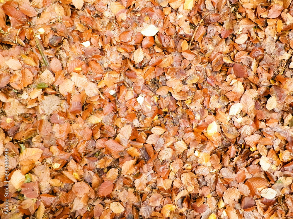 Golden autumnal leaves as nature background. Golden autumnal leaves as nature background.