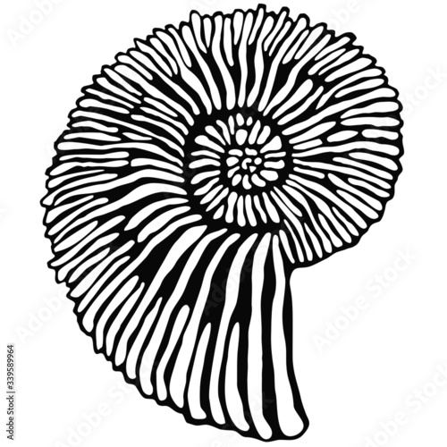 Ammonit in schwarz und weiß. Handgezeichnet als Vektor-Datei. Verwendbar als Grußkartenmotiv, Logo oder Poster. photo