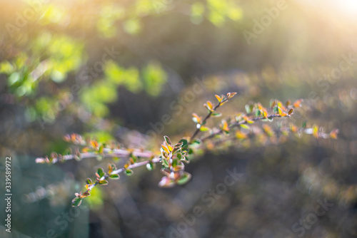 Tree branches in spring. Spring background. © scharfsinn86