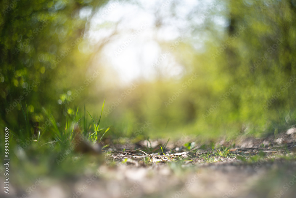 Forest path in the sunlight. Spring forest. Forest path in the sunlight. Spring forest.