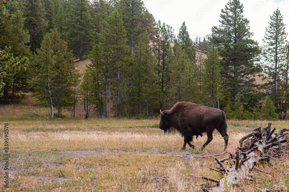 bison walking near the road