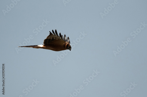 Pallied harrier flying