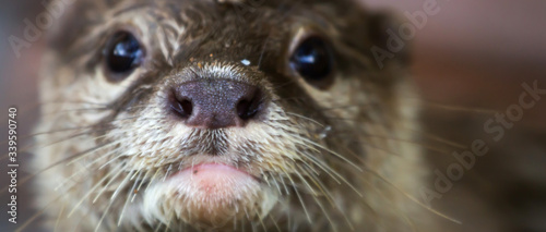 close up portrait of an Asian otter, wildlife invaded by humans © parinya