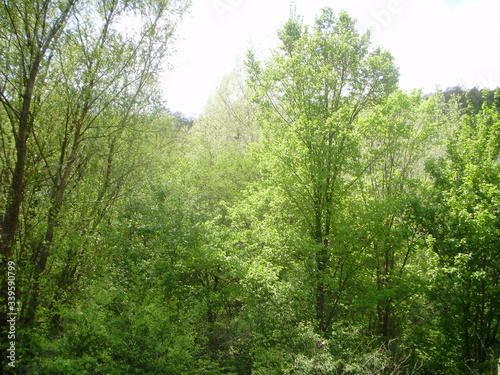 a forest in Varna Bulgaria 