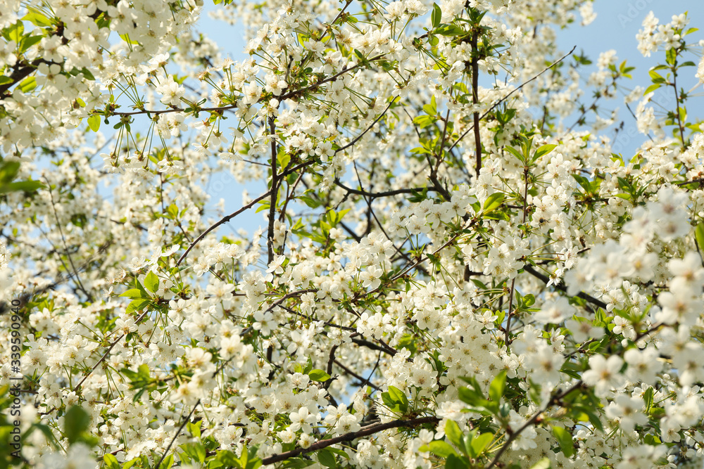 Blooming gardens in spring, blooming spring tree. Sunny spring day Blooming gardens in spring, blooming spring tree. Sunny spring day