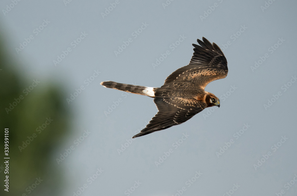 Obraz premium Pallied harrier flying