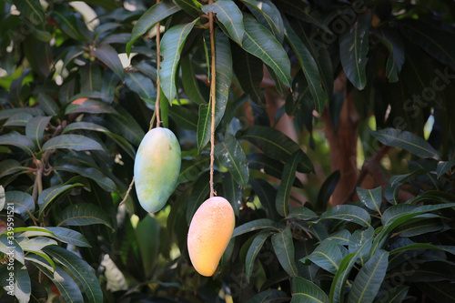 Green and Yellw manges on mango tree