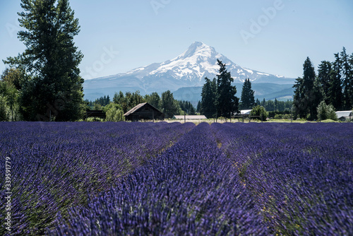 purple lavender field in front of volcano