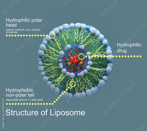 Structure of liposome, 3d render, digital illustration photo