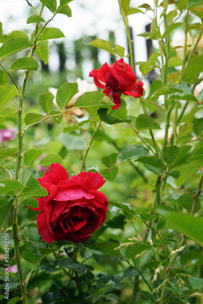 Obraz premium scarlet shrub rose in the garden