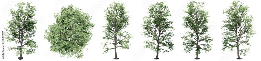 Obraz premium Set or collection of green maple trees isolated on white background. Concept or conceptual 3d illustration for nature, ecology and conservation, strength and endurance, force and life
