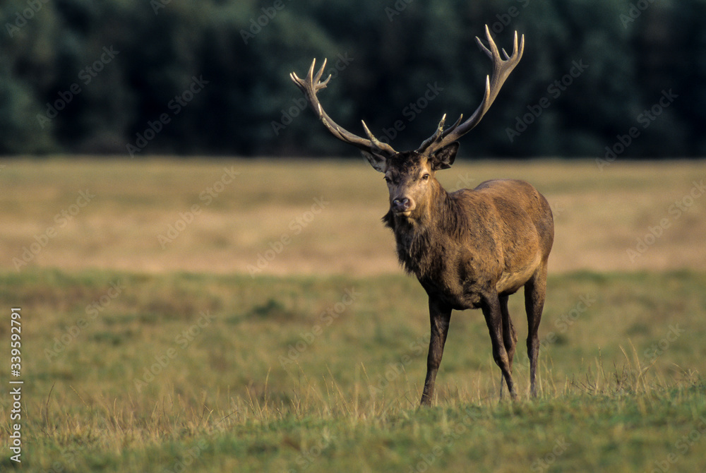 Cerf élaphe, brame, Cervus elaphus Cerf élaphe, brame, Cervus elaphus