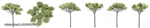 Set or collection of green stone pine trees isolated on white background. Concept or conceptual 3d illustration for nature, ecology and conservation, strength and endurance, force and life