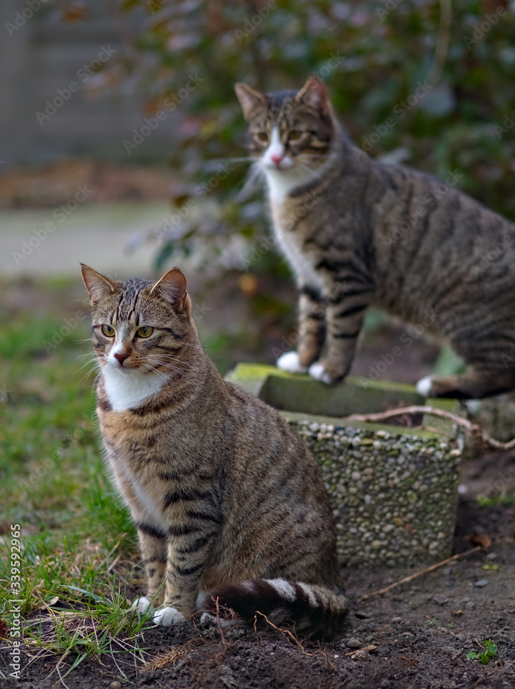 cat in the garden