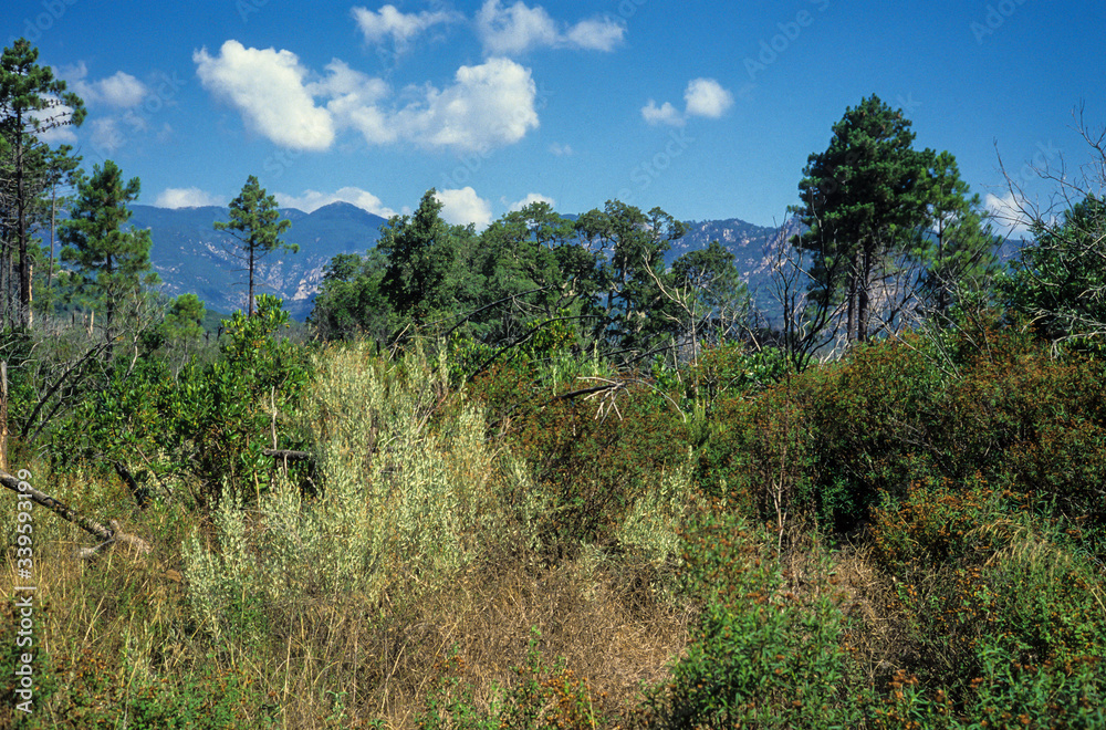 Aiguilles de Bavella, Massif de Lospédale, Parc naturel de Corse, Corse du Sud