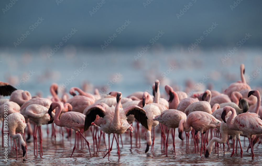 Lesser Flamingos at Lake Bogoria, Kenya