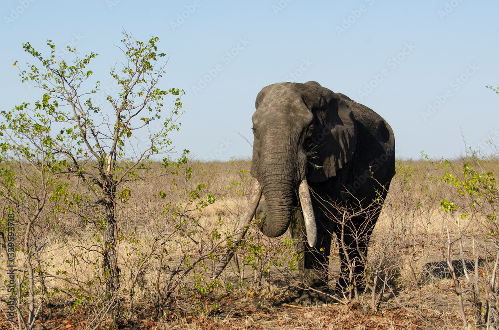 Fototapeta premium Eléphant d'Afrique, Gros porteur, Loxodonta africana, Parc national Kruger, Afrique du Sud