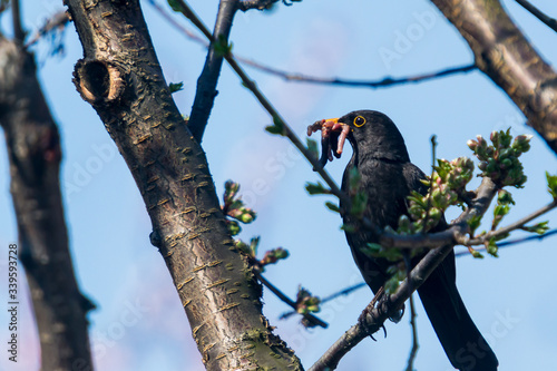 starling eating worms in the tree © Todorean Gabriel