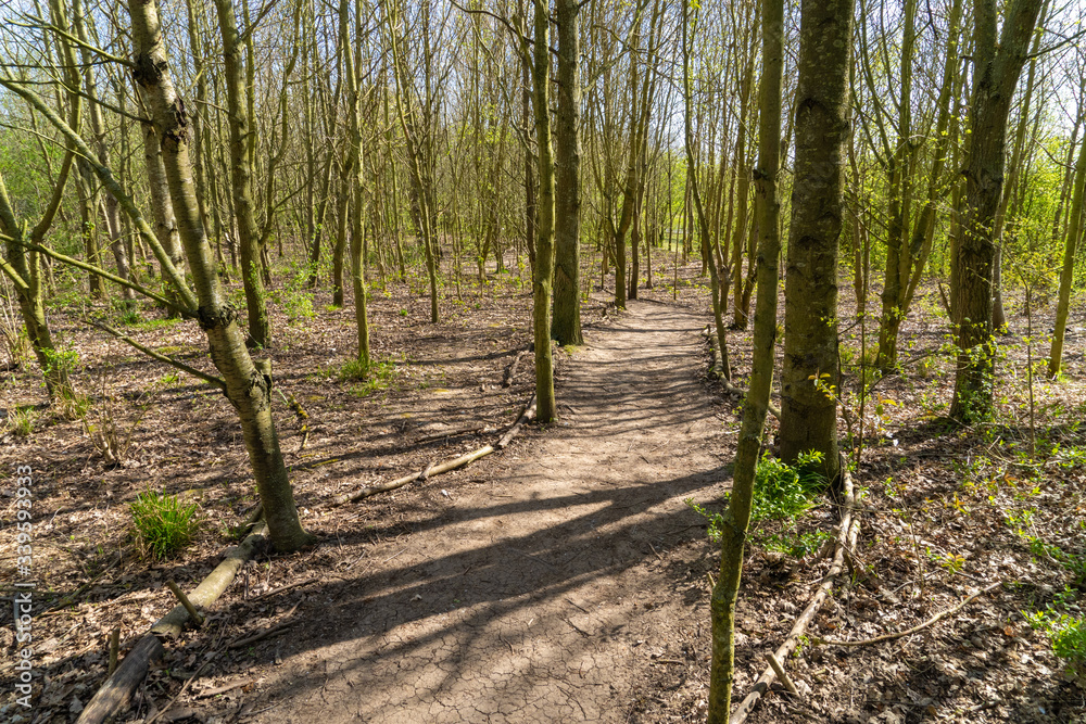 Fototapeta premium Woodland Path in spring time with overhanging trees