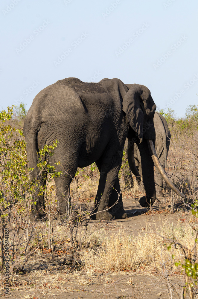 Obraz premium Eléphant d'Afrique, Gros porteur, Loxodonta africana, Parc national Kruger, Afrique du Sud