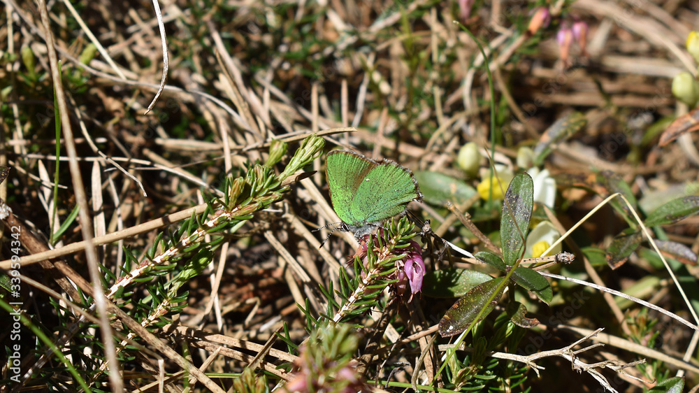 Grüner Zipfelfalter, Callophrys rubi, auf Erica carnea, Schneeheide, im April